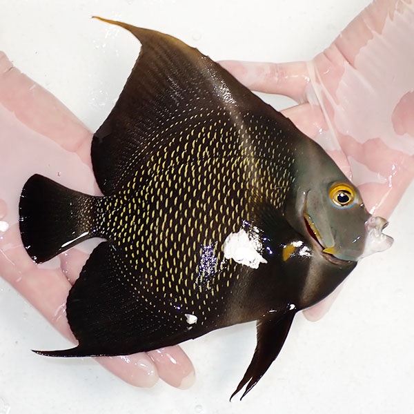 【現物2】粒エサOK フレンチエンゼル 18.5cm± !海水魚 ヤッコ 15時までのご注文で当日発送(t111