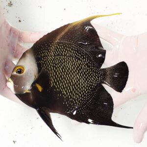 Black angelfish with yellow speckles being held by gloved hands, showing its long fins and rounded body.