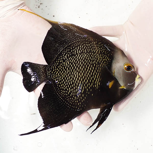 【現物3】フレンチエンゼル 17.5cm± !海水魚 ヤッコ 15時までのご注文で当日発送(t111