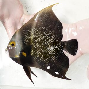 Dark angelfish with yellow speckles being held by gloved hands in a shallow tank.