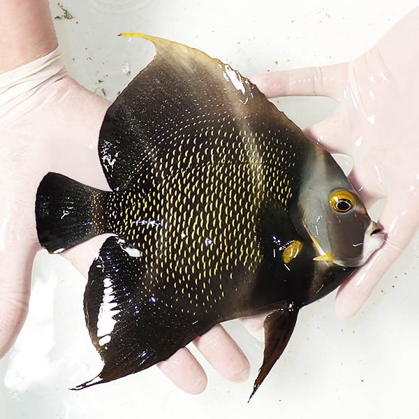 【現物4】フレンチエンゼル 19cm± !海水魚 ヤッコ 15時までのご注文で当日発送(t111