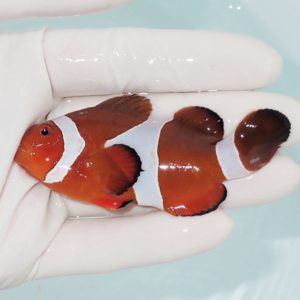 Orange clownfish with white bands being gently held in gloved hand over a pale blue background.
