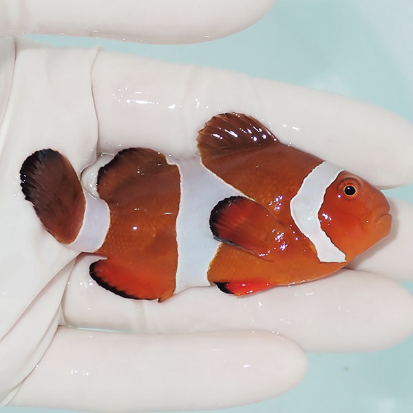 【現物11】カクレクマノミbig 8cm± ! wild 海水魚 カクレクマノミ(t111(t207
