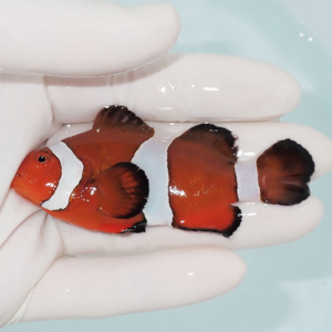 Small orange clownfish with white bands being held gently in a gloved hand, against a light blue background.