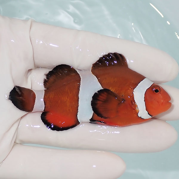 【現物12】カクレクマノミbig 8cm± ! wild 海水魚 カクレクマノミ(t111(t207