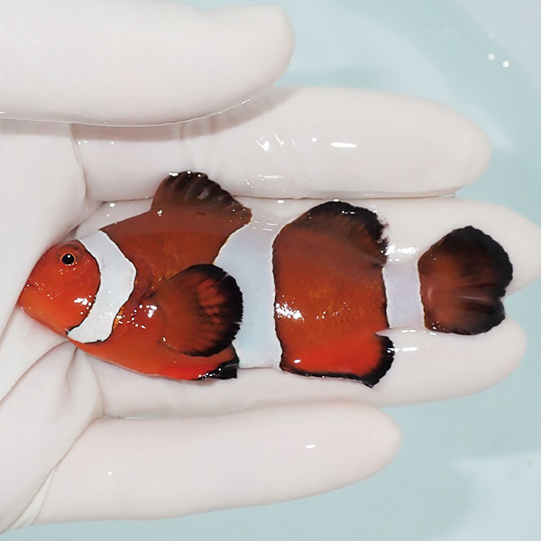 【現物12】カクレクマノミbig 8cm± ! wild 海水魚 カクレクマノミ(t111(t207