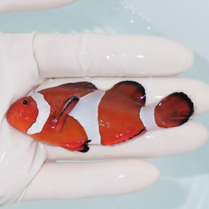 Orange clownfish with three white bands resting on a gloved hand over light blue water.