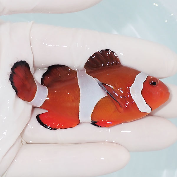 【現物13】カクレクマノミbig 8cm± ! wild 海水魚 カクレクマノミ(t111(t207