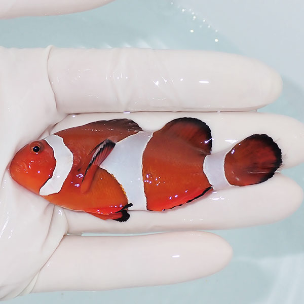 【現物13】カクレクマノミbig 8cm± ! wild 海水魚 カクレクマノミ(t111(t207