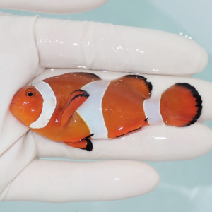Orange clownfish with white bands and black fins held by a gloved hand over a pale blue background in a tank setting.