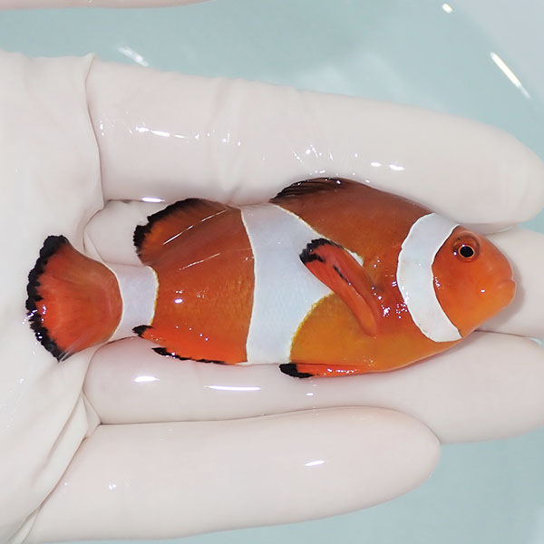 【現物14】カクレクマノミbig 7.5cm± ! wild 海水魚 カクレクマノミ(t111(t207