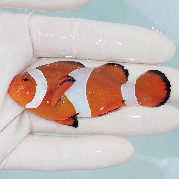 【現物14】カクレクマノミbig 7.5cm± ! wild 海水魚 カクレクマノミ(t111(t207