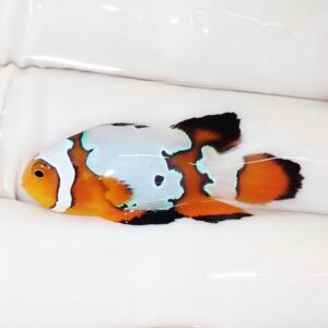Clownfish with an orange body and blue-white patches resting on a white surface.