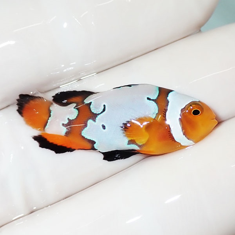 【現物1】ロングフィンオセラリス 3.4cm± !海水魚 カクレクマノミ 15時までのご注文で当日発送【クマノミ】(t111