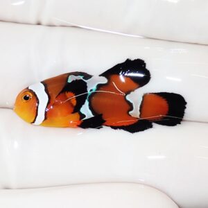 Orange clownfish with white and black stripes on a white surface.