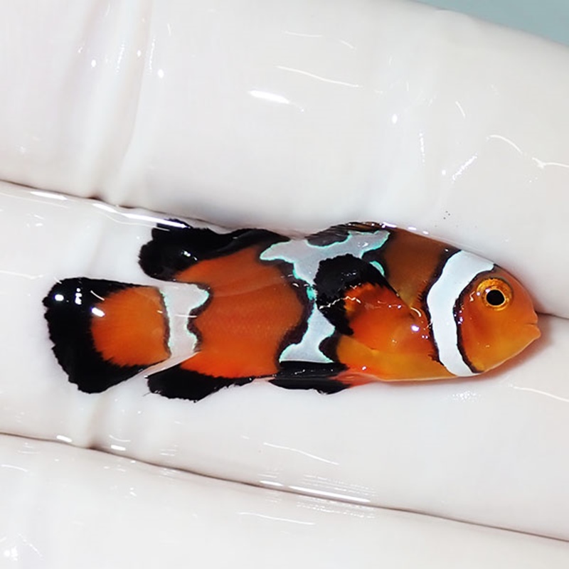 【現物2】ロングフィンオセラリス 3.4cm± !海水魚 カクレクマノミ 15時までのご注文で当日発送【クマノミ】(t111
