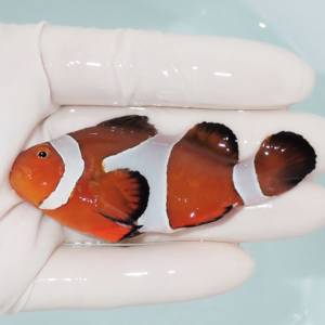 Orange clownfish with two white bands held by a gloved hand, close up.