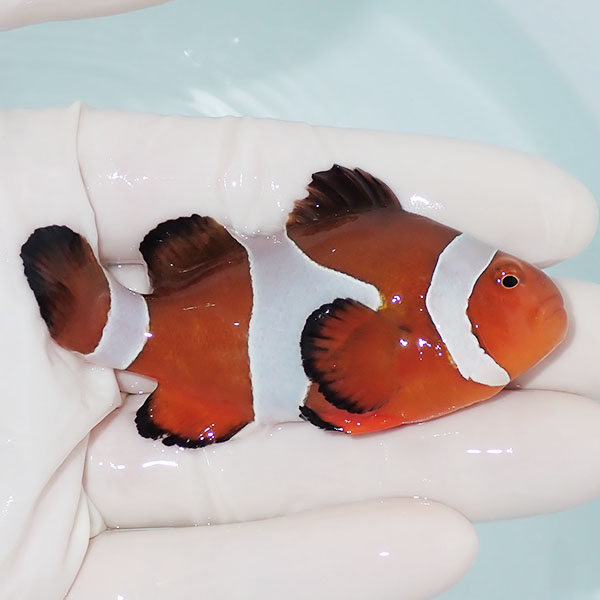 【現物15】カクレクマノミbig 8cm± ! wild 海水魚 カクレクマノミ(t111(t207