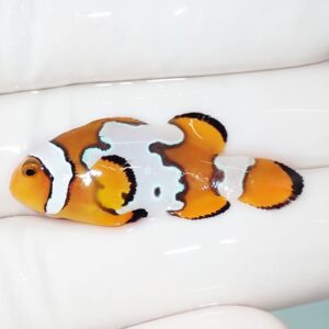 Orange clownfish with white and black bands resting on a white surface, facing left.
