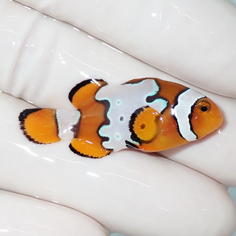 【現物4】スノーフレークオセラリス 4cm±!海水魚 クマノミ ブリード 15時までのご注文で当日発送(t111