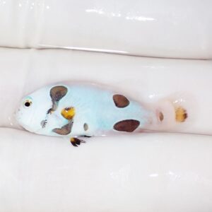 Small blue and white fish with brown and yellow spots resting on a glossy white surface.