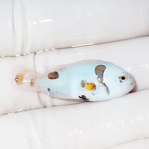 【現物2】スノーストーム 3.5cm± ! ブリード 海水魚 カクレクマノミ(t111(t207
