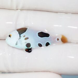 Blue fish with black spots and orange tail resting on a white sofa.