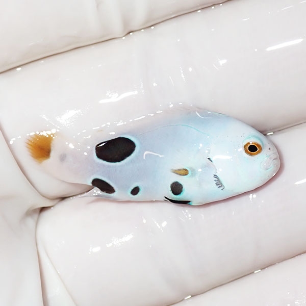【現物3】スノーストーム 3.3cm± ! ブリード 海水魚 カクレクマノミ(t111(t207