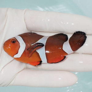 Clownfish with orange body and white bands resting in a gloved hand.