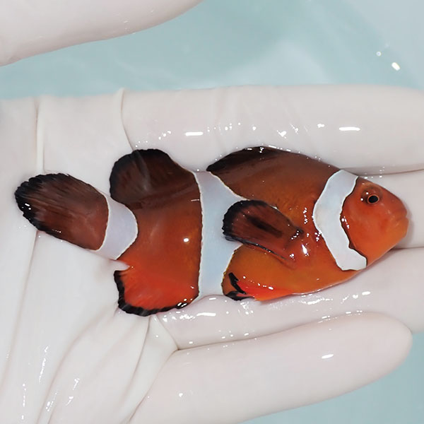 【現物10】カクレクマノミbig 8.5cm± !wild 海水魚 カクレクマノミ(t111(t207
