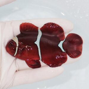 Small red clownfish with pale vertical bands, held in a gloved hand over a shallow tub.