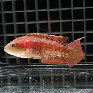 Red-orange tropical fish with patterned fins swimming in a clear aquarium against a dark grid background.