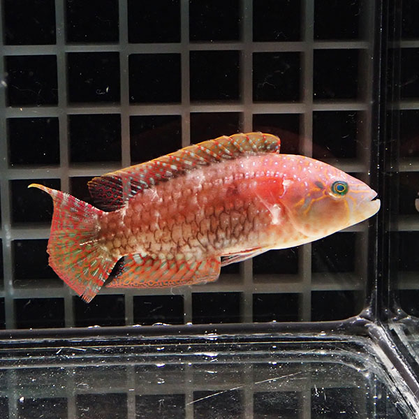 タコベラ 7-9cm± !海水魚 ベラ 15時までのご注文で当日発送(t122