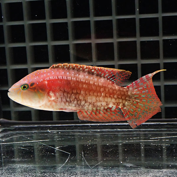 タコベラ 7-9cm± !海水魚 ベラ 15時までのご注文で当日発送(t122
