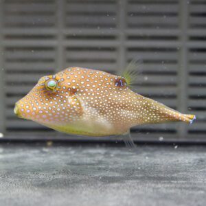 Spotted pufferfish with orange body and white dots swimming in an aquarium tank edge to a dark background.