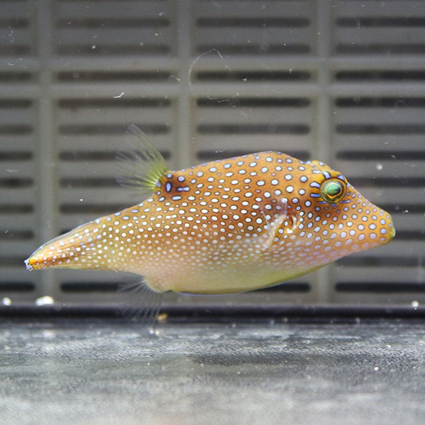 インドパシフィックトビー 5-7cm± ! 海水魚 フグ 15時までのご注文で当日発送(t123