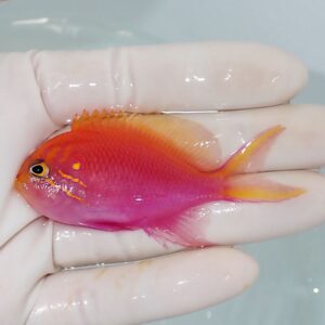 Small orange-pink tropical fish held in a gloved hand for examination in a lab setting.