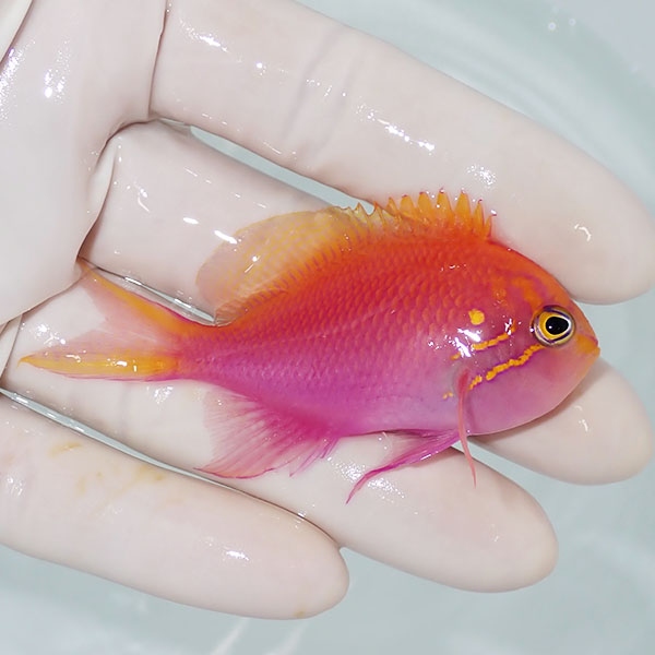 【現物2】ハナゴンベ 7cm±!海水魚 ハナダイ15時までのご注文で当日発送【ハナダイ】(t207