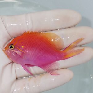 Small bright pink-orange tropical fish held in a hand, showing vivid colors and delicate fins.
