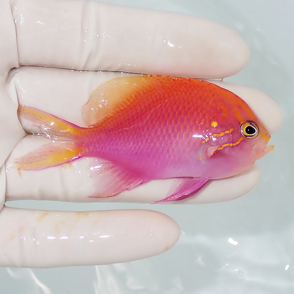 【現物3】ハナゴンベ 7.5cm±!海水魚 ハナダイ15時までのご注文で当日発送【ハナダイ】(t207
