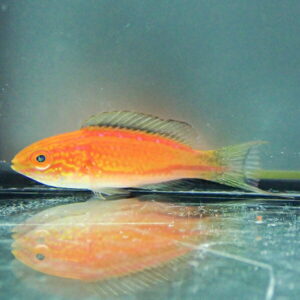 Orange fish with a dark dorsal fin swimming in a glass tank, its reflection visible on the bottom surface.