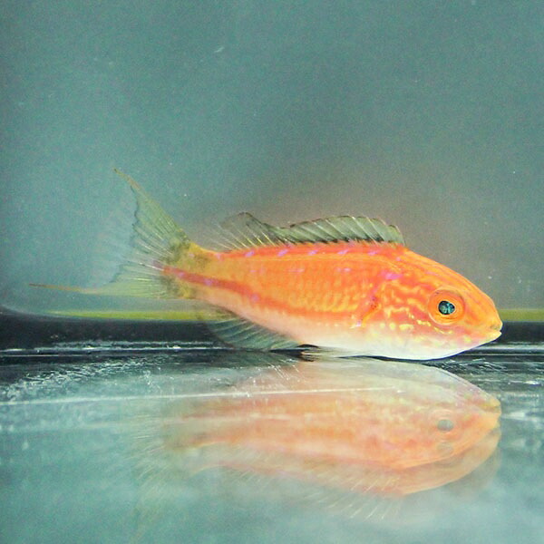ツキノワ×ピンテール 5-7cm± ! 海水魚 ベラ 15時までのご注文で当日発送(t122