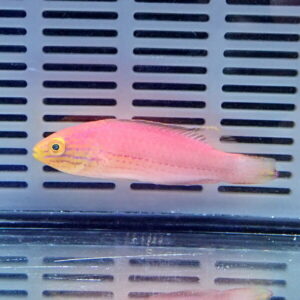 Pink tropical fish with yellow face swimming near a gray slotted aquarium grille.