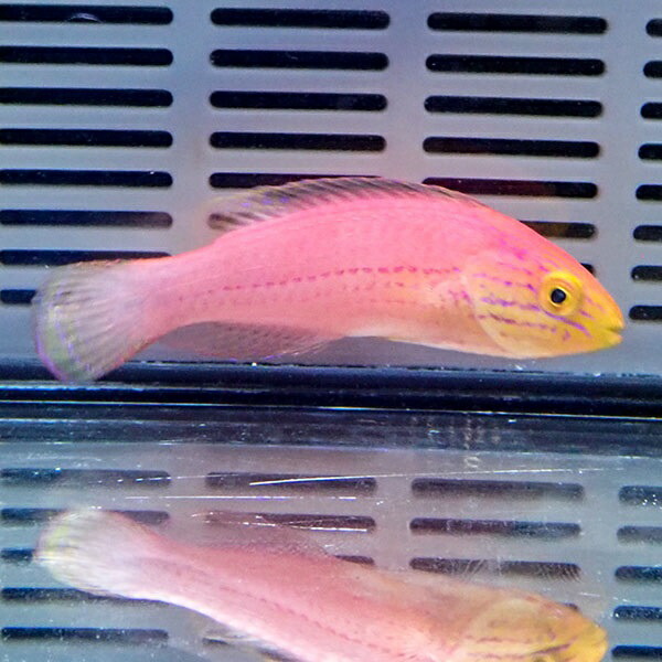 クレナイイトヒキベラ 雌より 6-8cm± ! 海水魚 ベラ 15時までのご注文で当日発送(t122