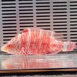 Pinkish-red fish with white spots in a glass aquarium, resting on the tank bottom with a metal grid background behind it.