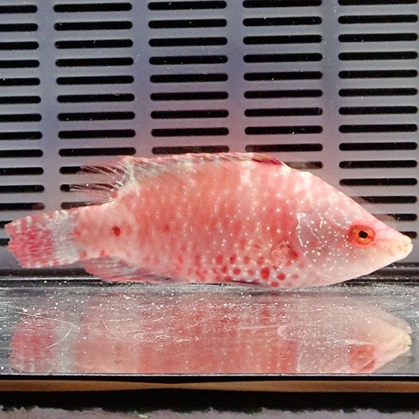 ミツボシモチノウオ 7-9cm±! 海水魚 ベラ 15時までのご注文で当日発送(t122