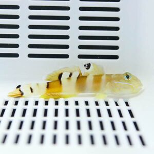 Small yellow-brown striped fish resting on a white grated surface with black vent slats behind it (aquarium/display setup).