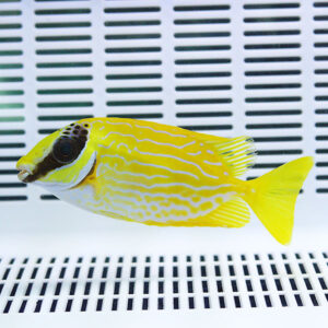 Bright yellow striped fish swimming in a white gridded aquarium background.