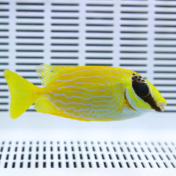 マジリアイゴ 10-12cm±!   海水魚 アイゴ 苔取 15時までのご注文で当日発送(t119