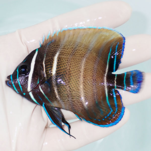 Small tropical fish with a dark brown body and vivid blue stripes held in a gloved hand against a pale background.